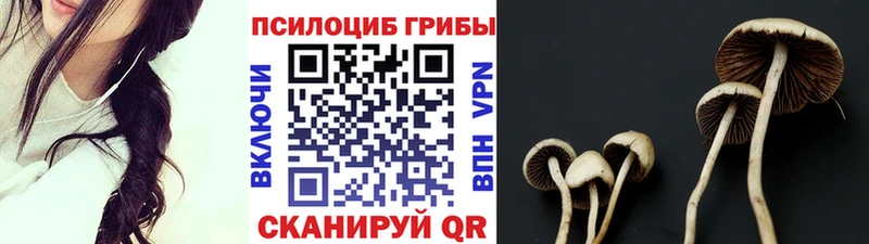 где можно купить   Цимлянск  Псилоцибиновые грибы Psilocybine cubensis 